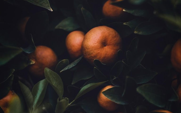 découvrez le monde fascinant de l'agriculture, un secteur vital pour notre alimentation et notre environnement. apprenez-en plus sur les techniques durables, les innovations agricoles et l'impact de l'agriculture sur notre société. explorez les différentes pratiques, cultures et enjeux de l'agriculture moderne.