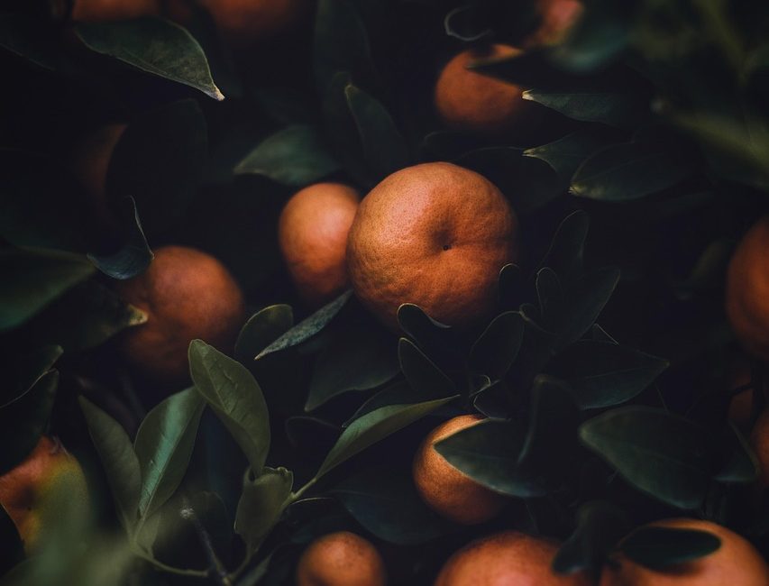 découvrez le monde fascinant de l'agriculture, un secteur vital pour notre alimentation et notre environnement. apprenez-en plus sur les techniques durables, les innovations agricoles et l'impact de l'agriculture sur notre société. explorez les différentes pratiques, cultures et enjeux de l'agriculture moderne.