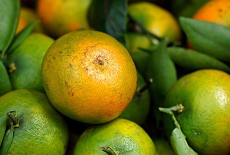 découvrez l'art de la gastronomie organique, une fusion de saveurs authentiques et d'ingrédients naturels. explorez des recettes délicieuses et saines, tout en respectant l'environnement et en soutenant l'agriculture durable.