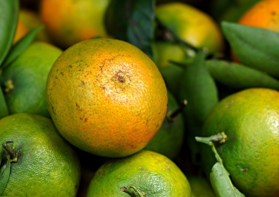 découvrez l'art de la gastronomie organique, une fusion de saveurs authentiques et d'ingrédients naturels. explorez des recettes délicieuses et saines, tout en respectant l'environnement et en soutenant l'agriculture durable.