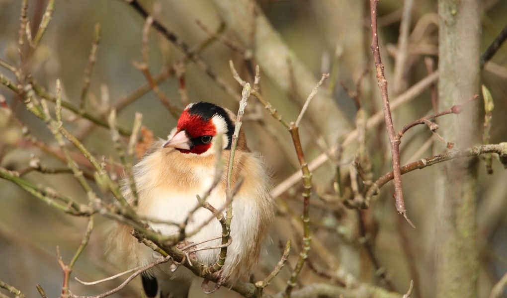 découvrez l'importance de la nature protégée, un sanctuaire pour la biodiversité et un lieu de préservation des écosystèmes. apprenez comment protéger ces espaces vitaux pour les générations futures.