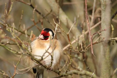 découvrez l'importance de la nature protégée, un sanctuaire pour la biodiversité et un lieu de préservation des écosystèmes. apprenez comment protéger ces espaces vitaux pour les générations futures.