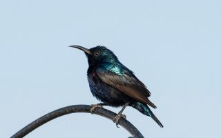 découvrez l'univers fascinant des oiseaux ! explorez leurs espèces variées, comportements uniques et habitats diversifiés, et apprenez comment les protéger. un voyage captivant au cœur de la nature.