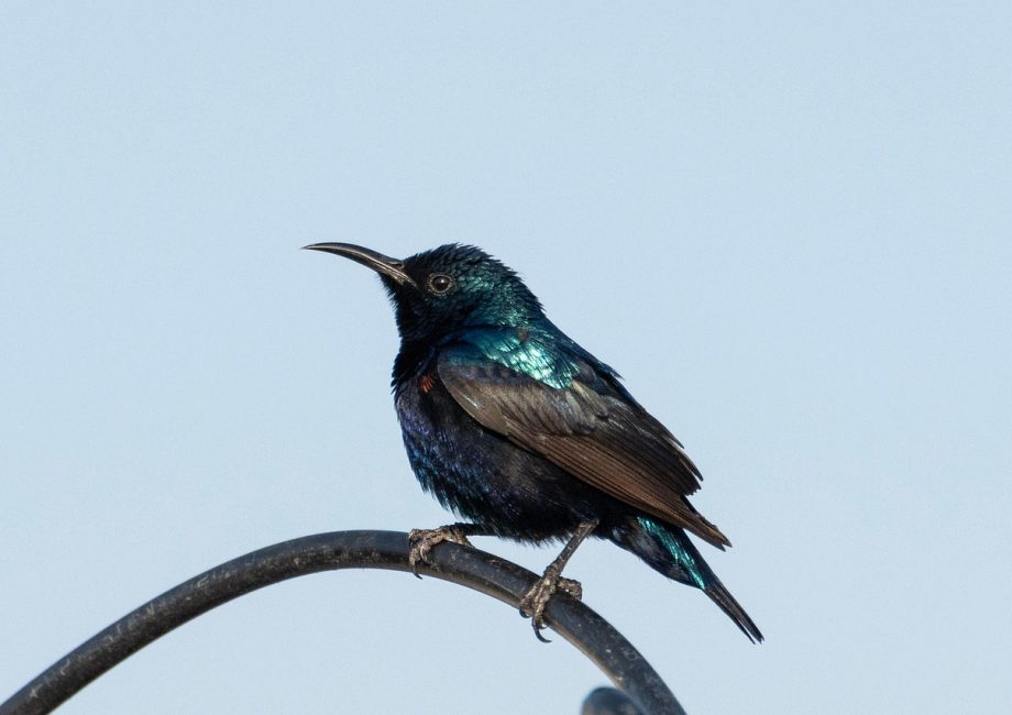 découvrez l'univers fascinant des oiseaux ! explorez leurs espèces variées, comportements uniques et habitats diversifiés, et apprenez comment les protéger. un voyage captivant au cœur de la nature.