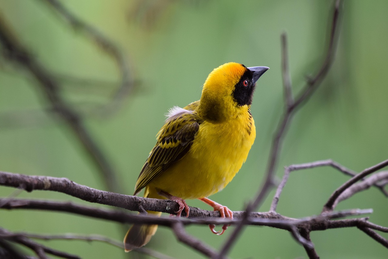 découvrez le fascinant monde des oiseaux avec notre guide complet. apprenez sur les différentes espèces, leur habitat, leur comportement et comment les observer dans la nature. plongez dans l'aventure ornithologique dès aujourd'hui !