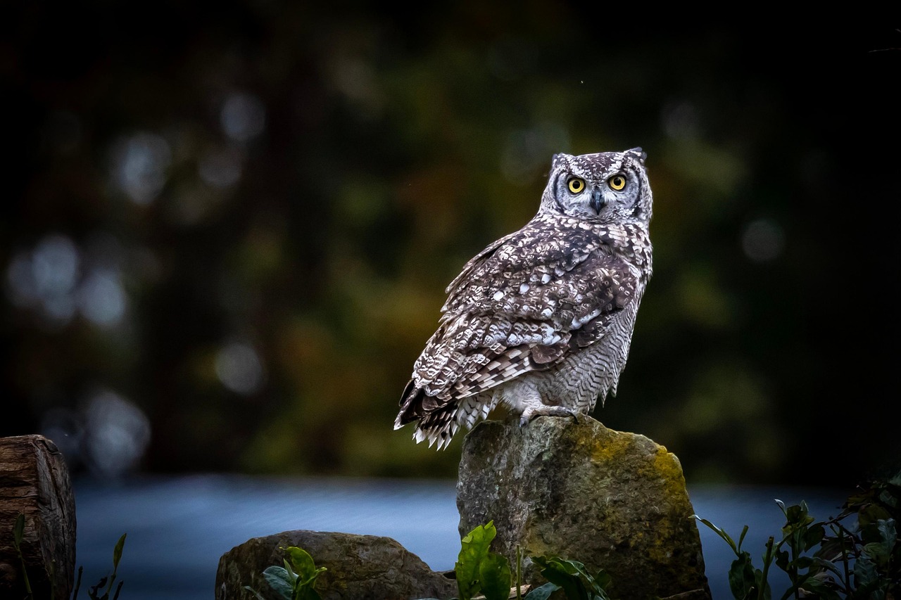 découvrez la beauté et la diversité de la nature à travers nos explorations incroyables. plongez dans des paysages époustouflants, des écosystèmes riches et des animaux fascinants, tout en apprenant l'importance de préserver notre environnement.