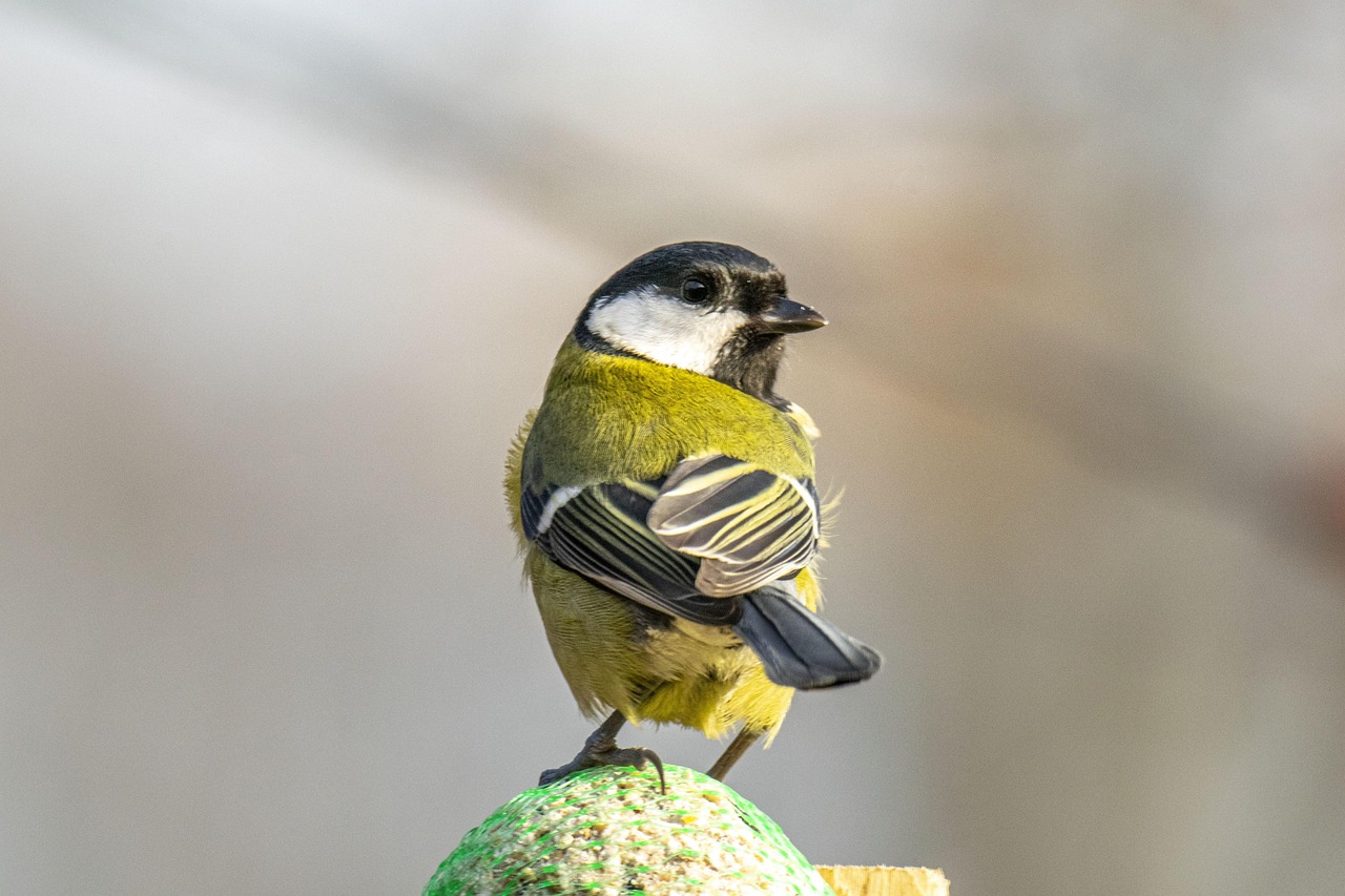 découvrez la beauté des espaces protégés dans notre nature. explorez les initiatives de conservation, les écosystèmes variés et l'importance de préserver notre environnement pour les générations futures.
