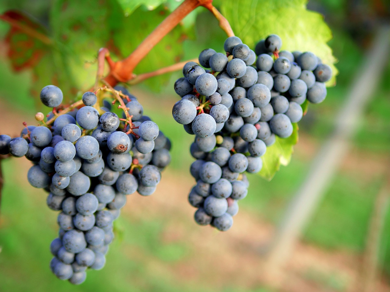 découvrez les différentes régions viticoles à travers le monde. explorez les cépages, les terroirs et les traditions qui font la richesse du vin, que vous soyez un amateur ou un connaisseur. plongez dans l'univers fascinant des régions viticoles et savourez l'art de la vinification.