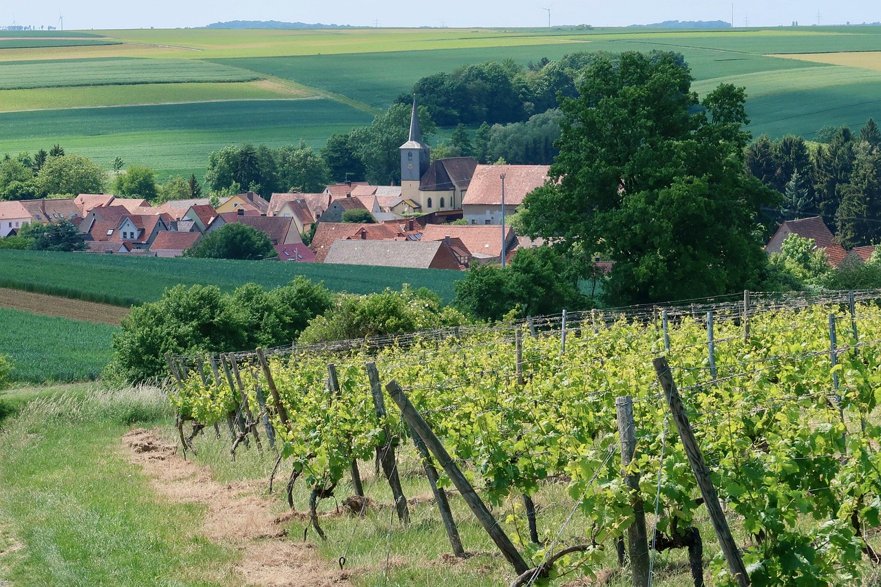 découvrez les régions viticoles emblématiques du monde, de bordeaux à napa valley. explorez les terroirs uniques, les cépages variés et les traditions vinicoles qui font de chaque verre une expérience inoubliable.