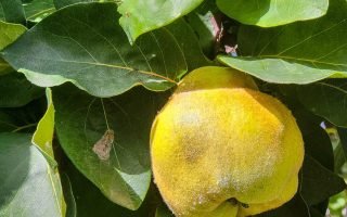 découvrez l'authenticité du terroir à travers des produits locaux soigneusement sélectionnés. saisissez l'essence des traditions gastronomiques françaises et réveillez vos papilles avec des saveurs uniques.