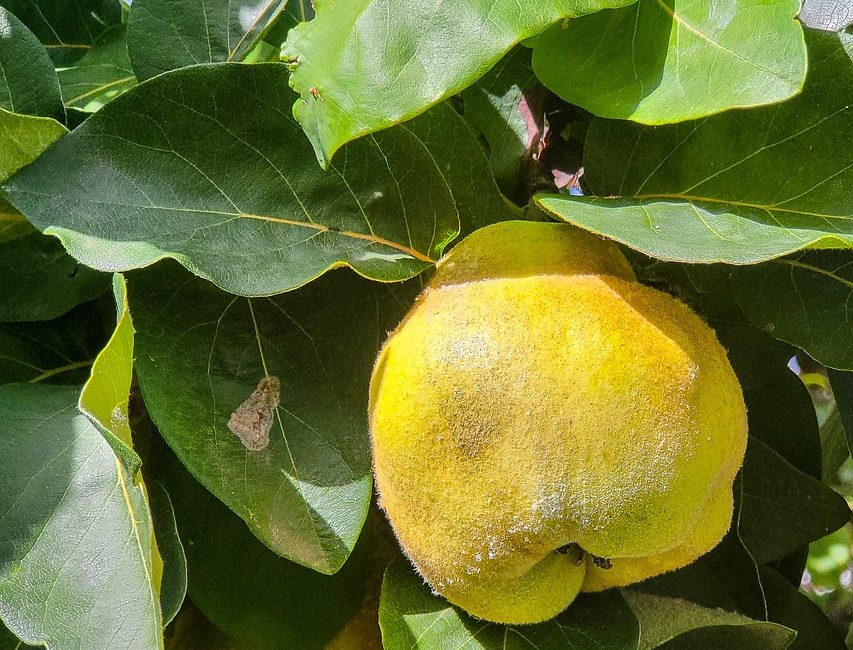 découvrez l'authenticité du terroir à travers des produits locaux soigneusement sélectionnés. saisissez l'essence des traditions gastronomiques françaises et réveillez vos papilles avec des saveurs uniques.