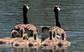 découvrez des événements familiaux inoubliables qui rassembleront petits et grands pour des moments de joie et de partage. explorez une variété d'activités adaptées à tous les âges, pour créer des souvenirs mémorables en famille.