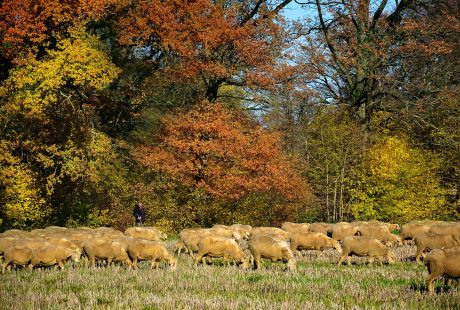 découvrez la lorraine, une région riche en patrimoine et en paysages magnifiques. explorez ses charmantes villes, savourez sa gastronomie délicieuse et laissez-vous séduire par ses traditions culturelles uniques.