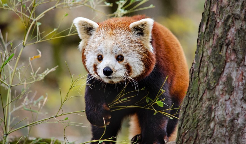 découvrez l'univers fascinant de masha et michka, une série animée qui suit les aventures humoristiques d'une petite fille espiègle et de son ami, un ours bienveillant. plongez dans un monde de rires, d'amitié et d'apprentissage, parfait pour les enfants et les familles. rejoignez masha et michka pour des moments inoubliables!