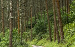 découvrez des promenades nature revitalisantes qui vous plongent au cœur de la beauté de la faune et de la flore. explorez des sentiers pittoresques, respirez l'air frais et reconnectez-vous avec la nature lors de ces expéditions inoubliables.