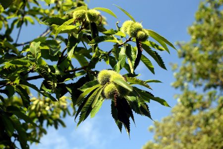 découvrez la magie du festival des châtaignes, un événement incontournable mettant en avant les délices de l'automne. rejoignez-nous pour déguster des mets savoureux à base de châtaignes, profiter d'animations familiales et découvrir l'artisanat local dans une ambiance chaleureuse et festive.