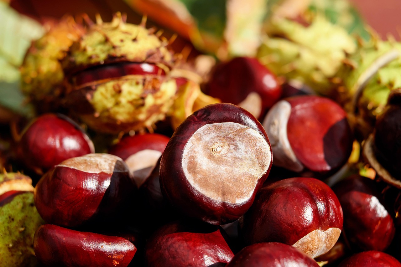 découvrez la magie du festival de la châtaigne, un événement incontournable où traditions, gastronomie et animations festives se rejoignent pour célébrer ce fruit emblématique. profitez de dégustations, d'ateliers artisanaux et d'activités pour toute la famille dans une atmosphère conviviale et chaleureuse.