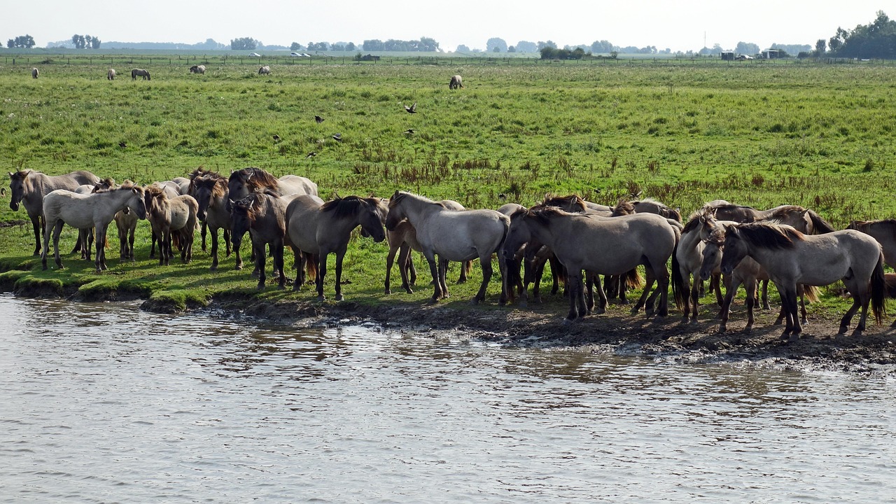découvrez l'importance des zones protégées pour la conservation de la biodiversité et la préservation des écosystèmes. explorez comment ces espaces jouent un rôle crucial dans la lutte contre le changement climatique et la sauvegarde des espèces menacées.