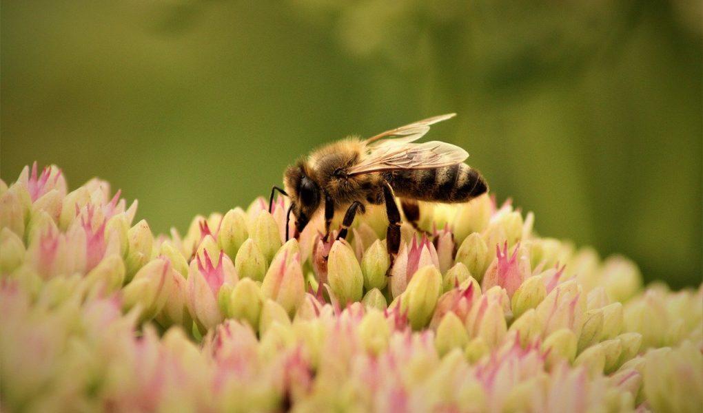 découvrez la richesse de la biodiversité locale, son importance pour notre environnement et les actions à entreprendre pour la protéger. engagez-vous pour la préservation de la faune et de la flore de votre région.