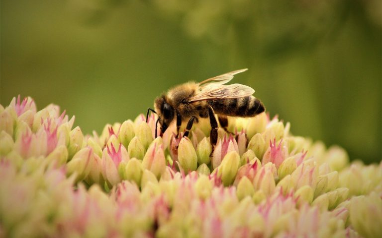 découvrez la richesse de la biodiversité locale, son importance pour notre environnement et les actions à entreprendre pour la protéger. engagez-vous pour la préservation de la faune et de la flore de votre région.