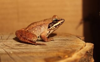 découvrez la beauté et la diversité de la faune sauvage à travers des articles captivants et des images époustouflantes. plongez dans le monde des animaux, de leurs habitats naturels et des efforts de conservation qui protègent notre précieuse biodiversité.