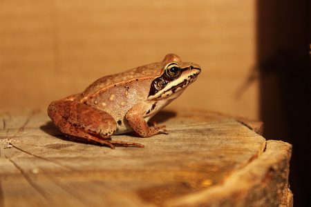 découvrez la beauté et la diversité de la faune sauvage à travers des articles captivants et des images époustouflantes. plongez dans le monde des animaux, de leurs habitats naturels et des efforts de conservation qui protègent notre précieuse biodiversité.