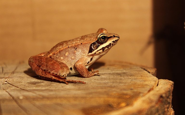 découvrez la beauté et la diversité de la faune sauvage à travers des articles captivants et des images époustouflantes. plongez dans le monde des animaux, de leurs habitats naturels et des efforts de conservation qui protègent notre précieuse biodiversité.