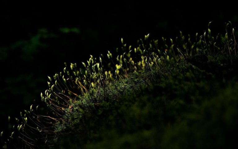 découvrez le micro-bic, un bateau innovant alliant performance et confort pour des sorties en mer inoubliables. idéal pour les passionnés de navigation, il offre une expérience unique grâce à sa conception astucieuse et ses équipements modernes.
