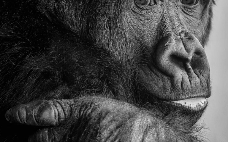 découvrez les enjeux de la protection des espèces menacées. apprenez comment les efforts de conservation contribuent à préserver la biodiversité et les écosystèmes, ainsi que les actions que chacun peut entreprendre pour protéger ces animaux et plantes vulnérables.