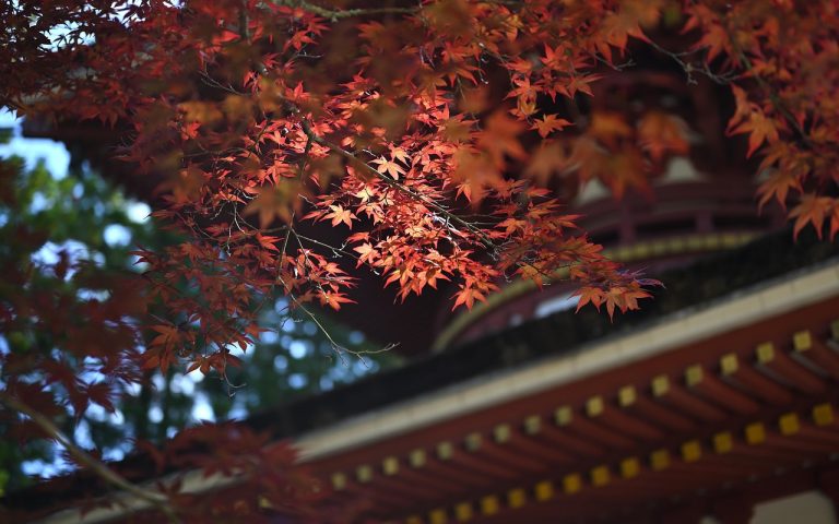 découvrez l'héritage culinaire, une célébration des traditions gastronomiques qui façonnent les cultures à travers le monde. explorez les recettes, les ingrédients et les techniques ancestrales qui enrichissent notre patrimoine culinaire.
