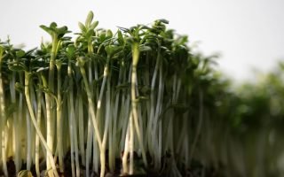 découvrez le cresson, une plante aquatique délicieuse et nutritive, parfaite pour agrémenter vos salades et plats. explorez ses bienfaits pour la santé et des recettes savoureuses mettant en valeur ce super-aliment.