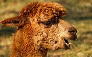 découvrez le pérou : un pays fascinant aux paysages grandioses, berceau de la civilisation inca, réputé pour le machu picchu, sa cuisine colorée et ses traditions authentiques. préparez votre voyage au cœur de l’amérique du sud !