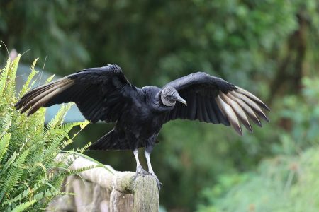 découvrez l'écotourisme, une approche de voyage durable qui préserve la nature et les cultures locales. explorez des destinations responsables tout en réduisant votre empreinte écologique, et vivez des expériences authentiques au cœur de la biodiversité.