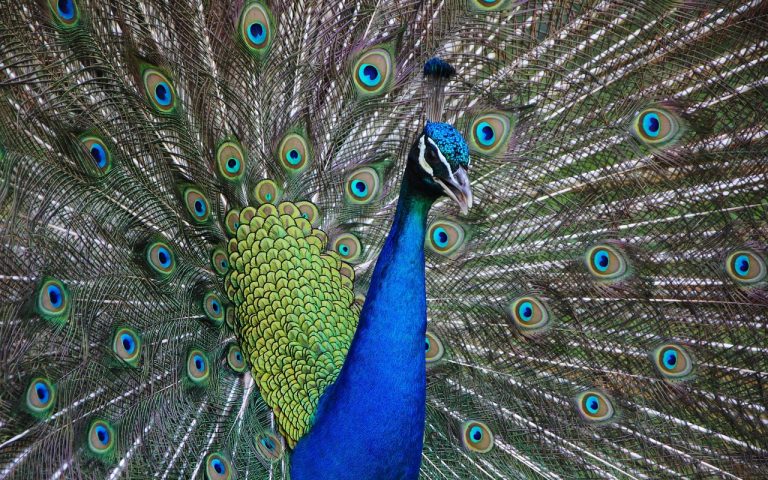 découvrez les plus belles destinations exotiques à travers le monde : plages paradisiaques, paysages époustouflants et aventures inoubliables vous attendent pour des vacances de rêve.