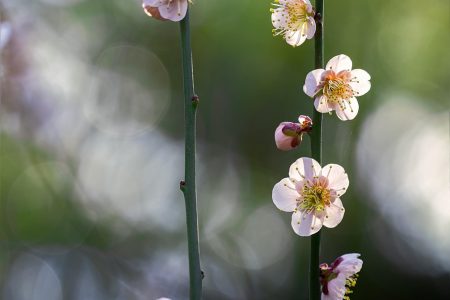 découvrez le japon : ses traditions fascinantes, sa cuisine raffinée, ses paysages variés et ses innovations. plongez dans un voyage unique au pays du soleil levant.