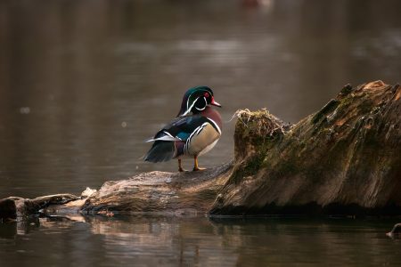 découvrez le marais poitevin, un site naturel d'exception surnommé la venise verte. balades en barque, faune et flore uniques, paysages préservés : préparez votre visite dans ce joyau écologique du sud-ouest de la france.