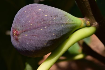 découvrez le fig festival, un événement incontournable dédié à la figue, avec des dégustations, des ateliers et des animations pour toute la famille. vivez une expérience gourmande et conviviale autour de ce fruit savoureux !