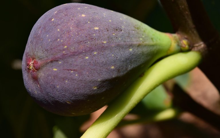 découvrez le fig festival, un événement incontournable dédié à la figue, avec des dégustations, des ateliers et des animations pour toute la famille. vivez une expérience gourmande et conviviale autour de ce fruit savoureux !