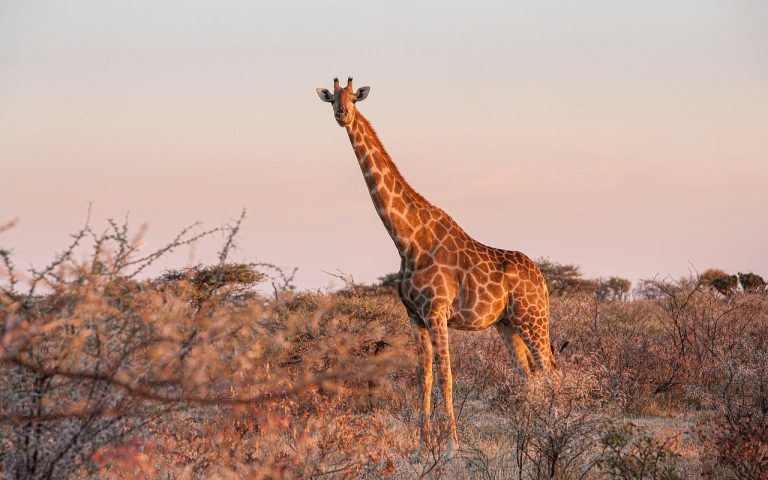 découvrez la namibie, une destination africaine unique offrant des paysages spectaculaires, des safaris exceptionnels et la faune sauvage du désert du namib. planifiez votre aventure en namibie et explorez ses merveilles naturelles et culturelles.