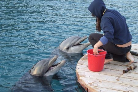découvrez les causes et les conséquences des tragédies impliquant les dauphins, leur impact sur la biodiversité marine et les solutions pour protéger ces mammifères fascinants.