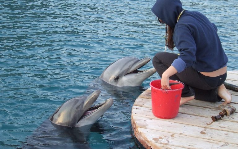découvrez les causes et les conséquences des tragédies impliquant les dauphins, leur impact sur la biodiversité marine et les solutions pour protéger ces mammifères fascinants.