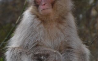 découvrez les macaques japonais, des singes fascinants connus pour leur intelligence, leur adaptation au climat froid et leur célèbre bain dans les sources chaudes naturelles du japon.