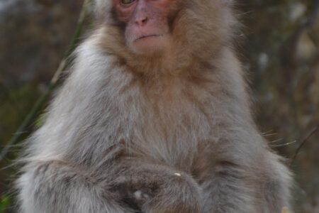 découvrez les macaques japonais, des singes fascinants connus pour leur intelligence, leur adaptation au climat froid et leur célèbre bain dans les sources chaudes naturelles du japon.