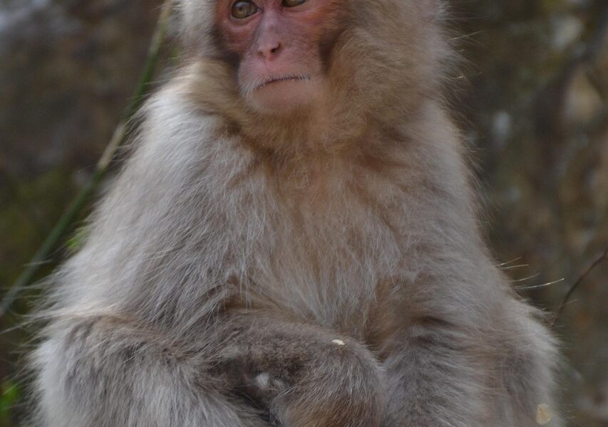 découvrez les macaques japonais, des singes fascinants connus pour leur intelligence, leur adaptation au climat froid et leur célèbre bain dans les sources chaudes naturelles du japon.