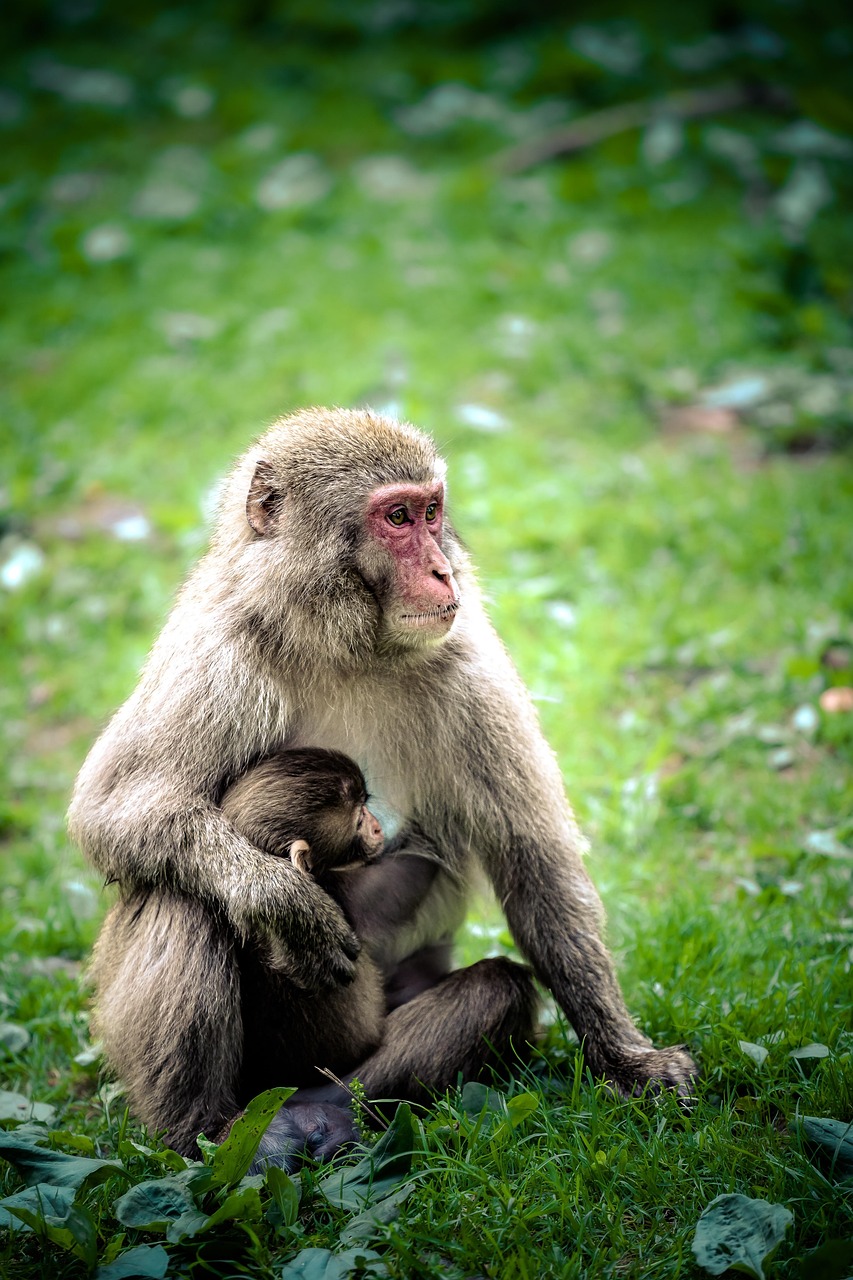 découvrez tout sur les macaques japonais : habitat, mode de vie, comportements fascinants et leur adaptation unique aux climats froids. explorez le monde de ces singes intelligents originaires du japon.