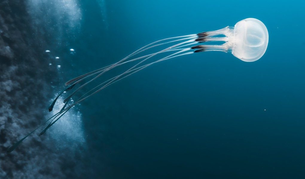 découvrez l'univers palpitant de l'aventure à travers des récits, conseils et idées pour explorer le monde, repousser vos limites et vivre des expériences inoubliables, quel que soit votre niveau !