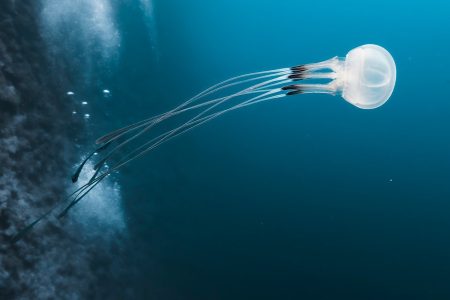 découvrez l'univers palpitant de l'aventure à travers des récits, conseils et idées pour explorer le monde, repousser vos limites et vivre des expériences inoubliables, quel que soit votre niveau !