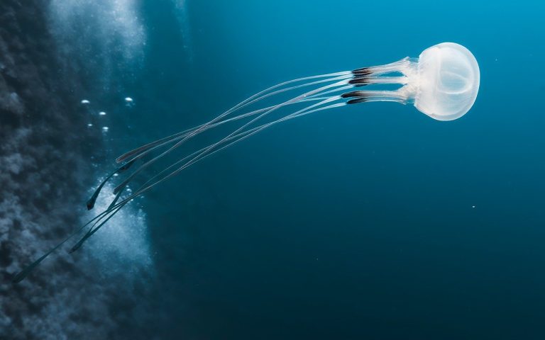 découvrez l'univers palpitant de l'aventure à travers des récits, conseils et idées pour explorer le monde, repousser vos limites et vivre des expériences inoubliables, quel que soit votre niveau !