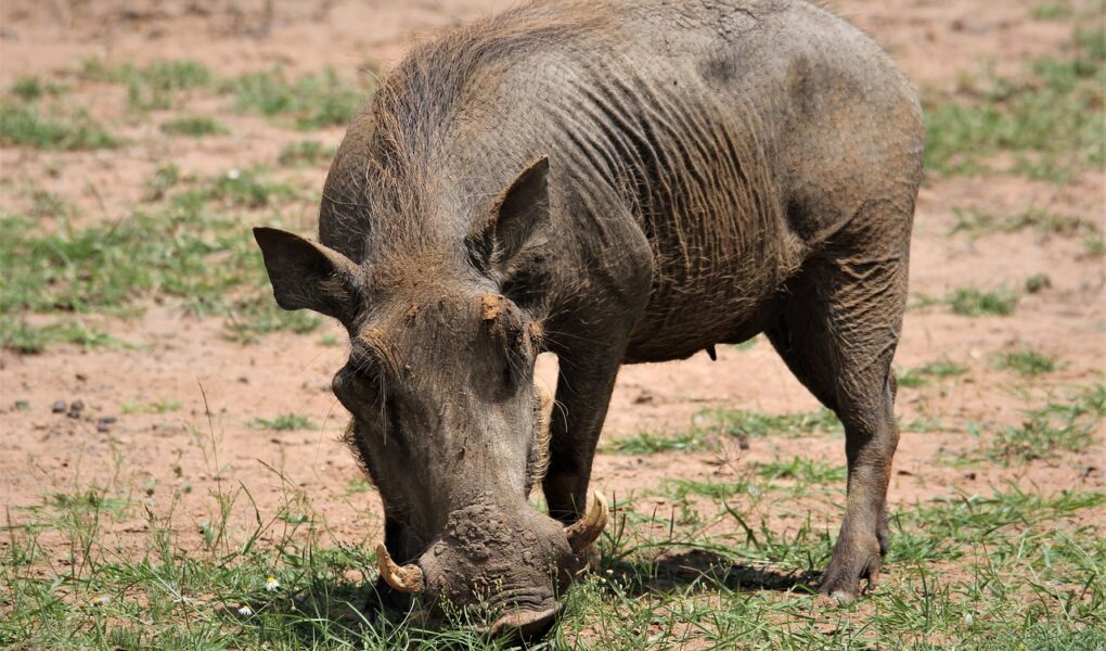 découvrez l’univers d’astérix, le célèbre héros gaulois créé par goscinny et uderzo. suivez ses aventures humoristiques et pleines d’action en compagnie d’obélix, au cœur de la bande dessinée emblématique française.