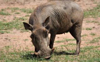 découvrez l’univers d’astérix, le célèbre héros gaulois créé par goscinny et uderzo. suivez ses aventures humoristiques et pleines d’action en compagnie d’obélix, au cœur de la bande dessinée emblématique française.